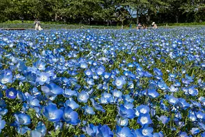名花之裡（Nabananosato）Nemophila - 體驗一 望無際的夢幻藍色世界 -