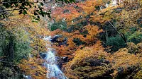 Hojas de otoño en Cataratas Shirafuji-no-taki