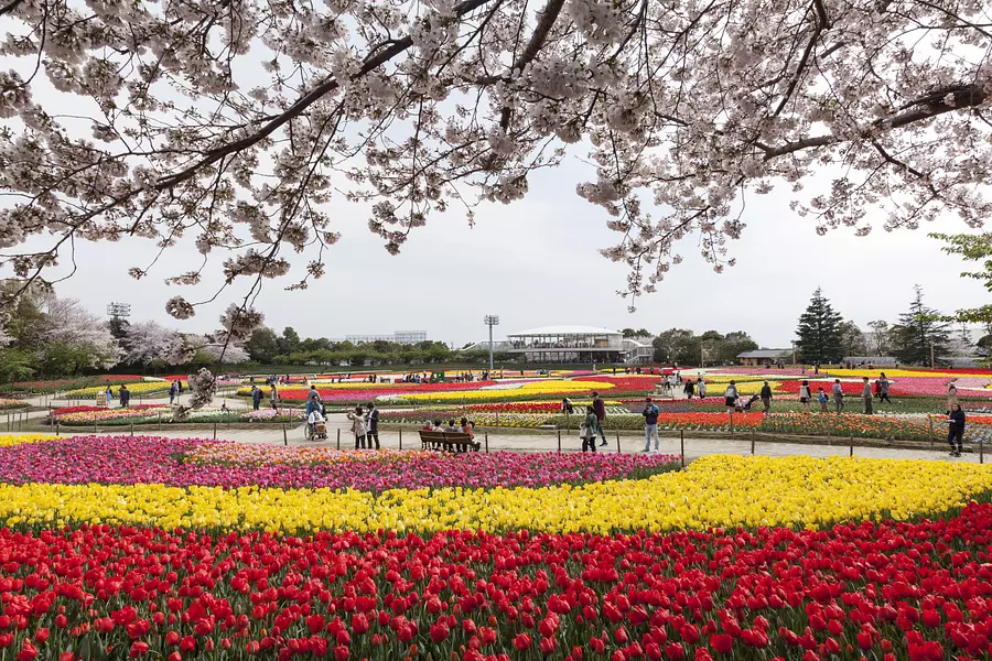 Nabananosato “Festival de los Tulipanes” es el más grande de Japón