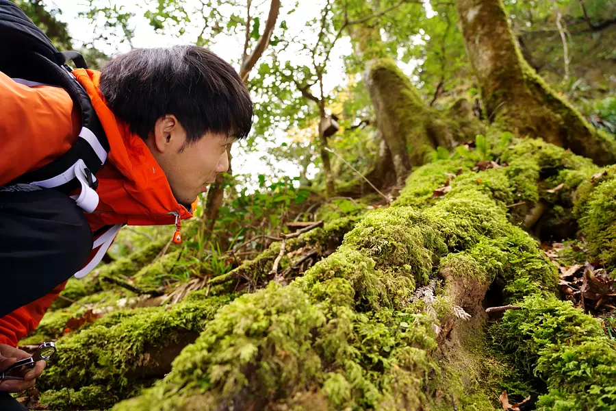 Akame Valley - Walking through the moss with a guide