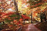Feuilles d&#39;automne dans la vallée Momiji de Mizusawa