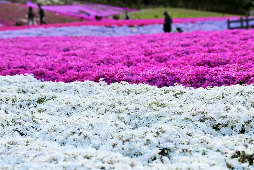 志摩市観光農園 芝桜公園をご紹介♪4月に楽しめる花の名所に行ってきました【取材日：2018年4月】