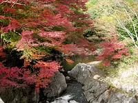 Valle de Kawachi en hojas de otoño②