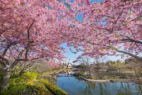 早咲きの河津桜からソメイヨシノまで！夜桜 ＆ イルミネーション！