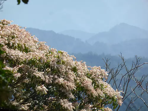 Fleurs d'un arbre à cheval