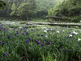 โชบุดอกไม้ป่าโรมันฟุตามิโชบุ