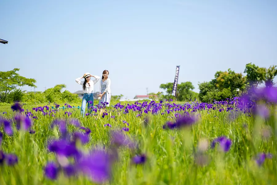 Japanese irises