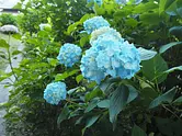 弥勒寺のアジサイ