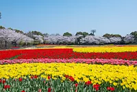 Los tulipanes y los cerezos Yoshino son realmente una vista espectacular.