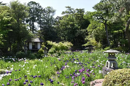 漫步于本园和九卡公园（KyukaPark），欣赏鸢尾花和蓝枫。感觉就像是江户明治时代的贵宾一样，享受着初夏的气氛！ 【采访日期：2018年6月】