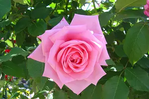 優雅に薔薇の香りを楽しむ体験！ ～なばなの里 バラ園～（春・秋）