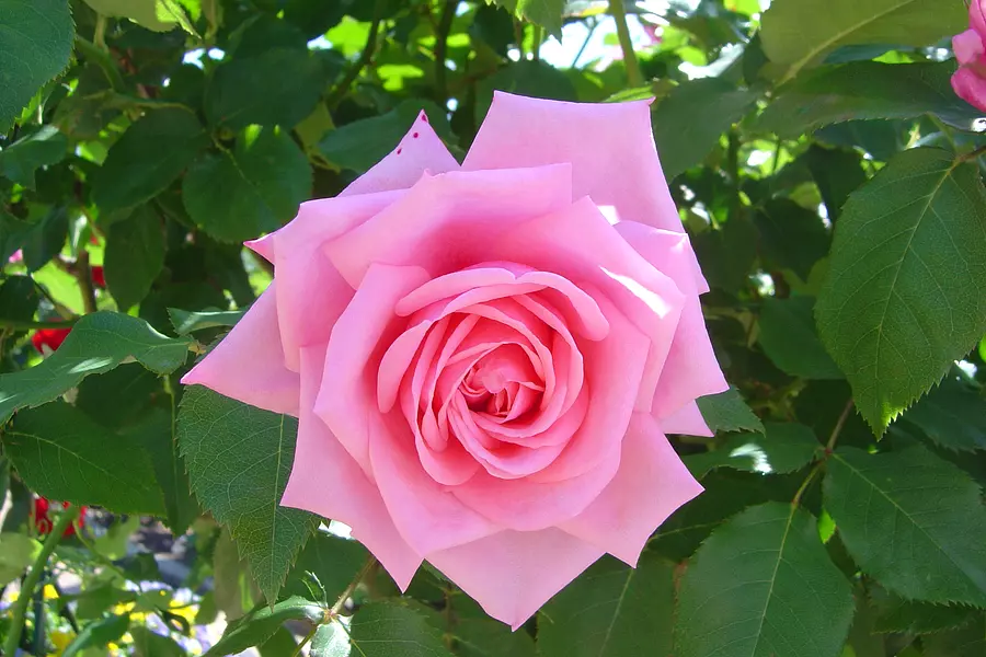 優雅に薔薇の香りを楽しむ体験！ ～なばなの里 バラ園～（春・秋）