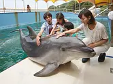 Visite de la baie de Toba et de l&#39;île aux dauphins