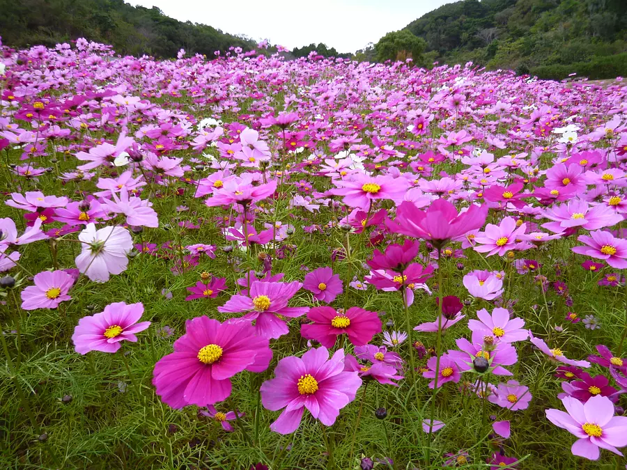 [Closed in 2023] Cosmos at ShimaCity Tourist Farm