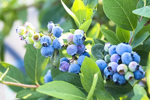 熟透的蓝莓无限畅食!赤冢植物园新开蓝莓花园