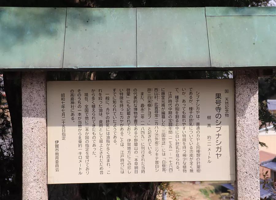 果号寺のシブナシガヤ【国指定天然記念物】