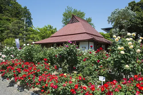 Roses de la roseraie de Jingu [Fleurs]