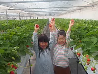 モクモク　いちご摘み体験学習  完熟のいちごを摘み取ろう！HPより要予約