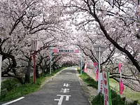 海蔵川桜まつり