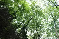 奥山愛宕神社のブナ原生林