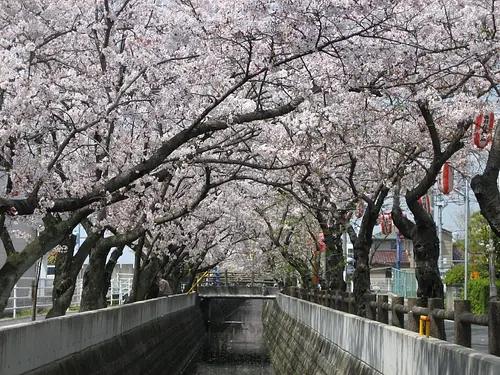 十四川桜まつり