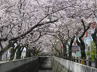 토시카와 벚꽃 축제
