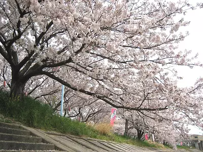 Festival de los cerezos en flor del río Kaizo