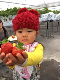 モクモク　いちご摘み体験学習  完熟のいちごを摘み取ろう！HPより要予約