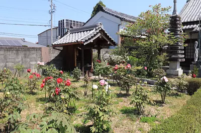 安楽院のボタン