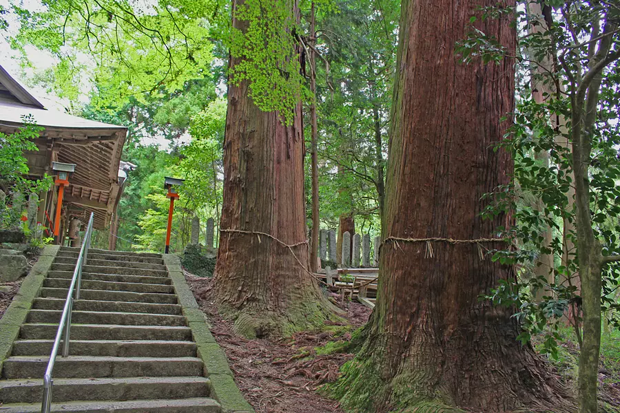 高倉神社の夫婦杉