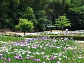 亀山公園しょうぶ園の花しょうぶ