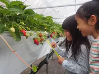 モクモク　いちご摘み体験学習  完熟のいちごを摘み取ろう！HPより要予約