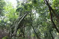 Bosque virgen de hayas en el santuario Okuyama Atago