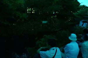 Experiencia de observación de luciérnagas: Nabananosato una característica de principios de verano [No es necesario reservar]