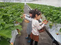 モクモク　いちご摘み体験学習  完熟のいちごを摘み取ろう！HPより要予約
