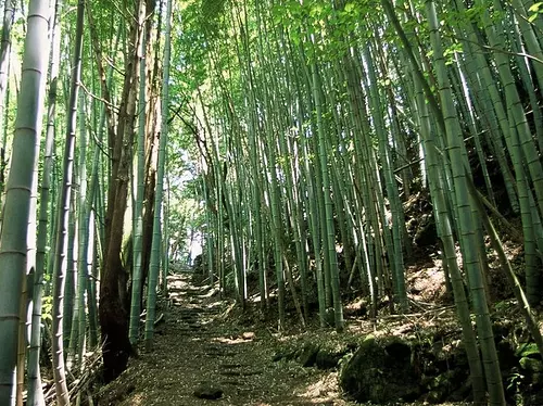 Bosque de bambú del paso de Obuki
