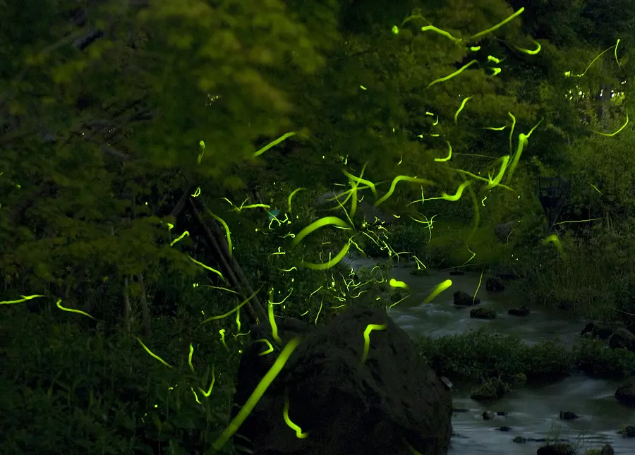 Expérience d&#39;observation de lucioles - Nabana no Sato - Un long métrage du début de l&#39;été [Réservation non requise]