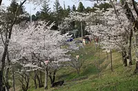 Sakurayama Park next to Omura Shrine
