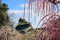Santuario Yuki: ciruelo llorón (Prefectura de Mie, Japón ciudad de Tsu)
