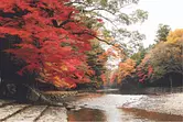 Autumn leaves at IseJingu [IseJingu Naiku]