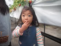 モクモク　いちご摘み体験学習  完熟のいちごを摘み取ろう！HPより要予約