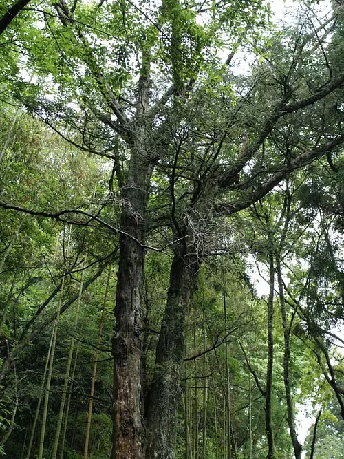 Shibunashigaya del Santuario Takakura ①