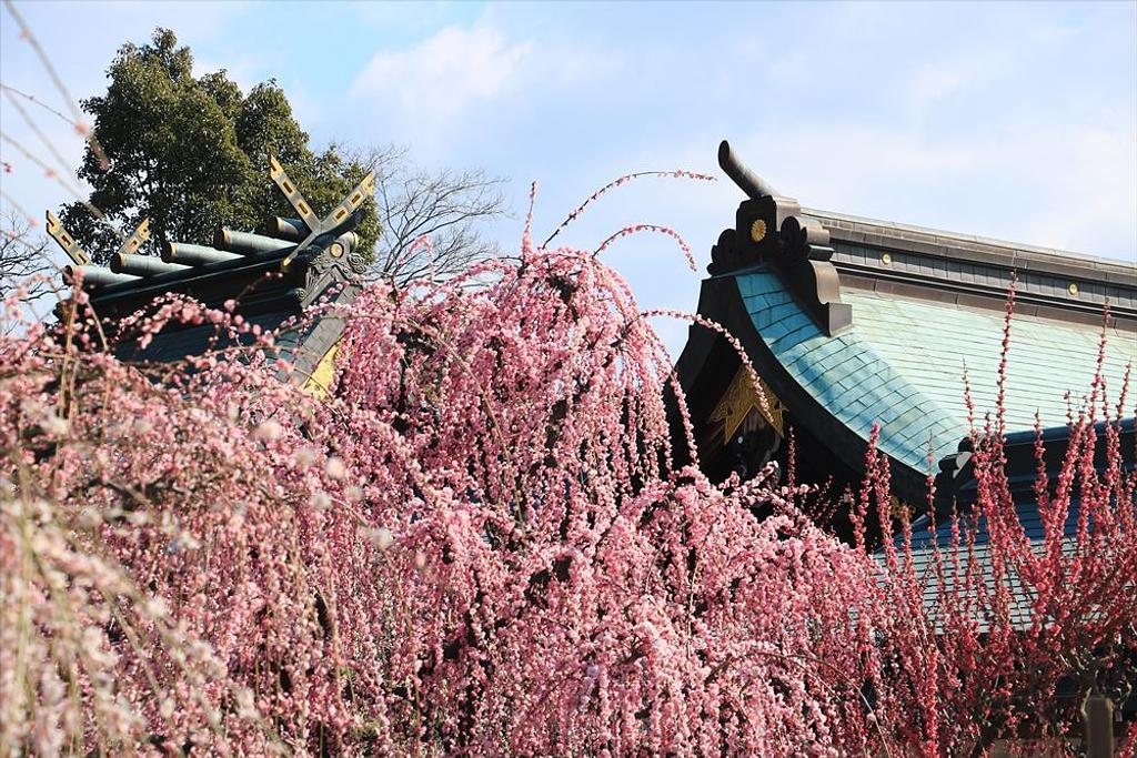 結城神社の梅 開花状況 見頃やアクセス情報も掲載 イベント 観光三重 かんこうみえ