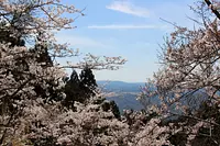 Cerezos en flor en el camino forestal de Mikunikoshi