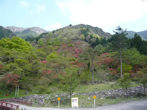 Arataki Fudoson Azalea Festival