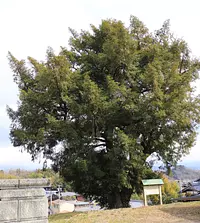 果号寺のシブナシガヤ