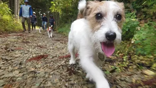 Juego de perros en el bosque