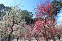Sanctuaire Yuki : Prune pleureuse (ville de Tsu, préfecture de Mie)