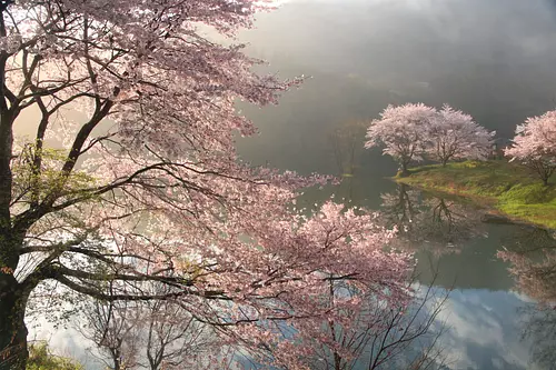 フォトコンテスト応募作品「朝日を桜色に染めて」