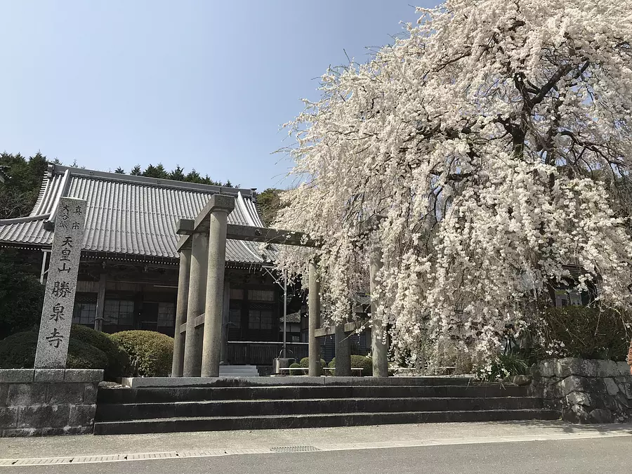 勝泉寺の桜①
